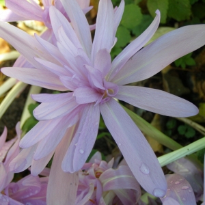 Колхикум Ватерлили