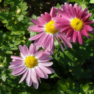 Хризантема