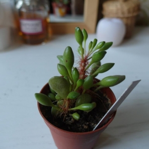 Adromischus cristatus v. Clavifolius