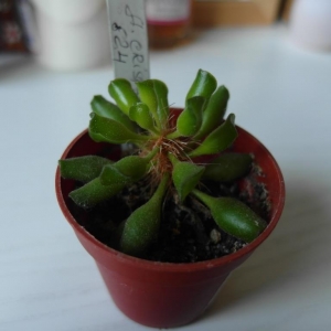 Adromischus crispatus Klenpoort 824