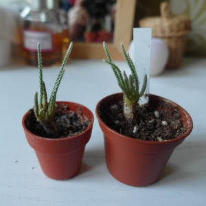 Avonia quinaria ssp. quinaria