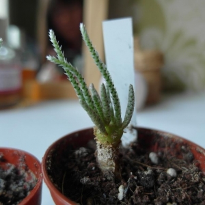 Avonia quinaria ssp. quinaria