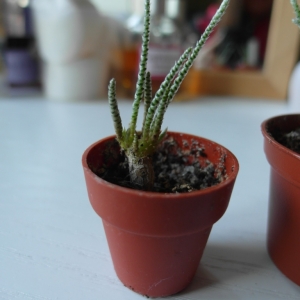 Avonia quinaria ssp. quinaria