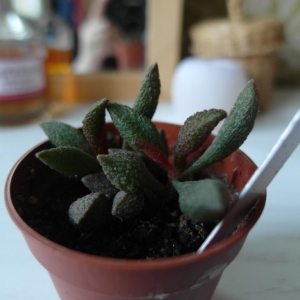 Adromischus marianiae v. herrei UCBG 50-2109 ex Herre 4954