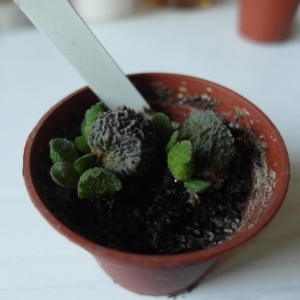 Adromischus marianae v. herrei 13688, South Africa