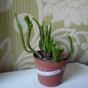 Crassula lycopodioides cristata