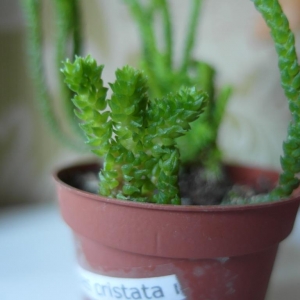 Crassula lycopodioides cristata