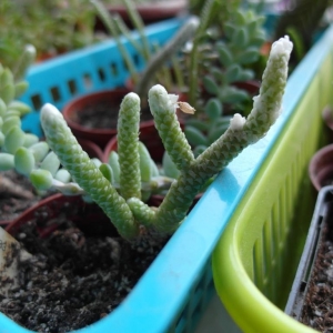 Avonia prominens