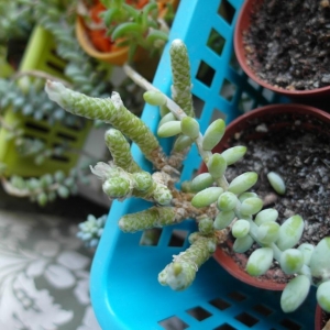 Avonia buderiana v. multiramosa