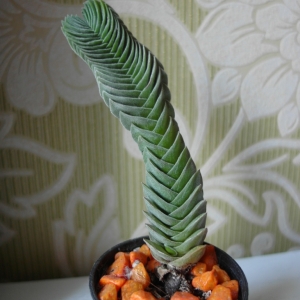 Crassula Budha's Temple