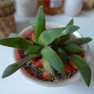 Hawortia Mutica