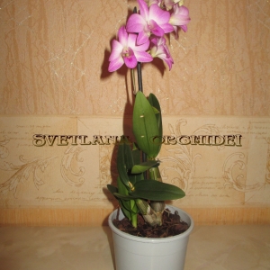 Dendrobium    гибридный