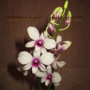 Dendrobium    гибридный