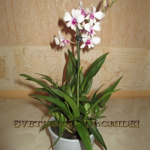 Dendrobium    гибридный