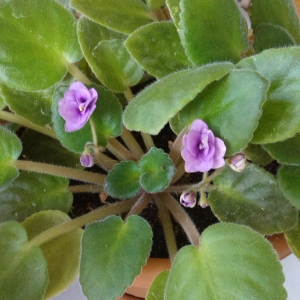 Цветет фиалка