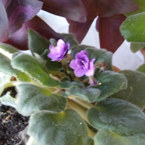 Вторая фиалка