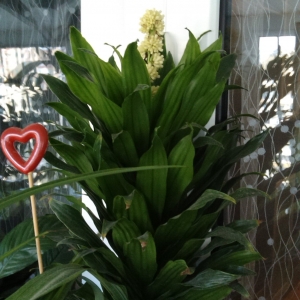 Цветет драцена душистая