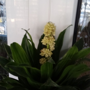 Поближе драцена цветет