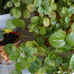 Вот еще другой цветущий любимец