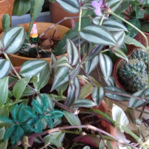 Традесканция цветет