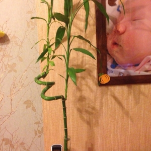 Драцена Сандера