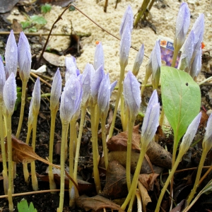 Крокус прекрасный Конгуерор (осеннецветущий)