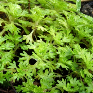 камнеломка Арендса