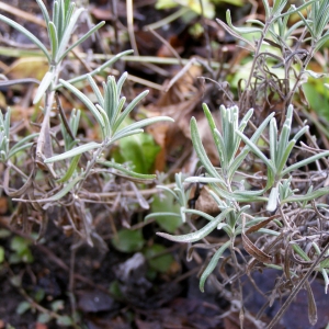 лаванда осенью