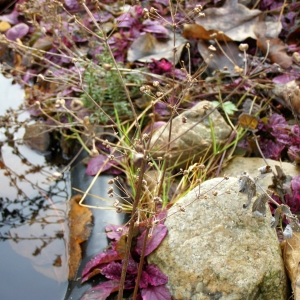 Частуха подорожниковая