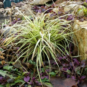 осока осенью