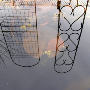 лист нимфеи