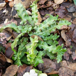 папоротник