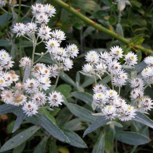 Анафалис жемчужный