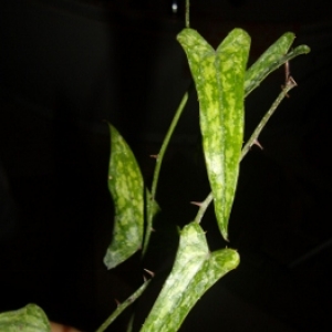 smilax aspera