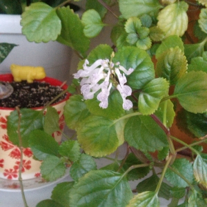 Бурно цветет красавец