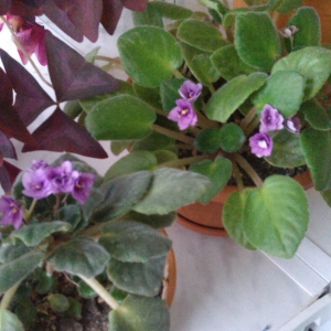 Красота и нежность