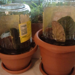 Маленькая теплица