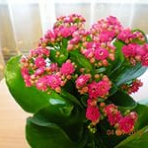 каланхоэ Каландива