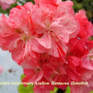 16 Golden Anniversary Альбом  Натальи  Поповой 059.jpg