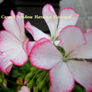 6 Carmel  Альбом  Натальи  Поповой042.jpg