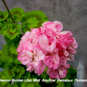 10 Deacon Golden Lilac Mist  Альбом  Натальи  Поповой 066.jpg