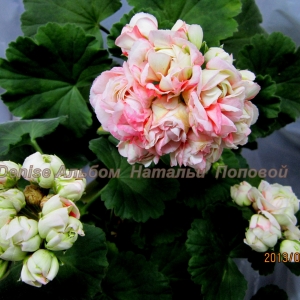 11  Denise Альбом  Натальи  ПоповойMG_6970.jpg