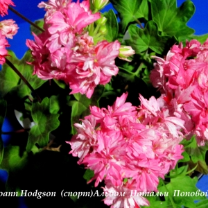 21  Joann Hodgson  (спорт)Альбом  Натальи  Поповой061.jpg