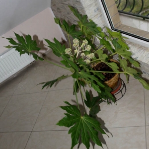 фатсия 3.jpg
