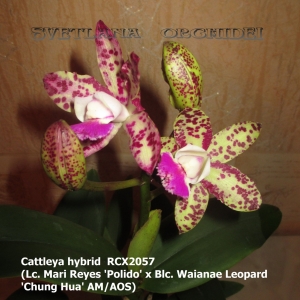 Cattleya hybrid RCX2057(Lc. Mari Reyes 'Polido' x Blc. Waianae Leopard 'Chung Hua' AM/AOS)