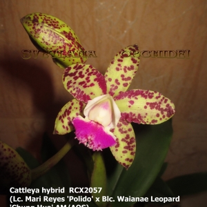 Cattleya hybrid RCX2057(Lc. Mari Reyes 'Polido' x Blc. Waianae Leopard 'Chung Hua' AM/AOS)