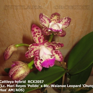 Cattleya hybrid RCX2057(Lc. Mari Reyes 'Polido' x Blc. Waianae Leopard 'Chung Hua' AM/AOS)