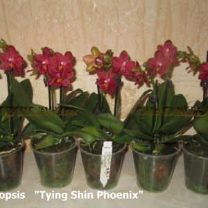 Phalaenopsis "Tying Shin Phoenix"