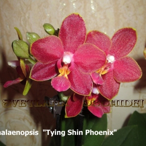 Phalaenopsis "Tying Shin Phoenix"