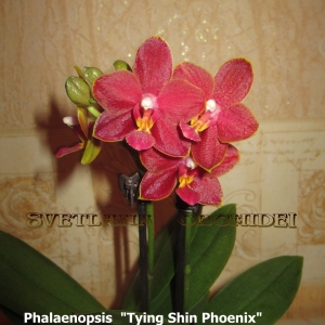 Phalaenopsis "Tying Shin Phoenix"